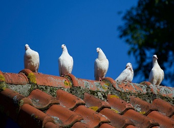 birds perched on tile roof