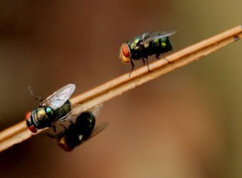 black flies