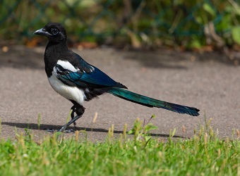 magpie on the ground