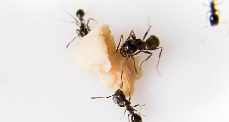 What You Need to Know About Ants in Your Home