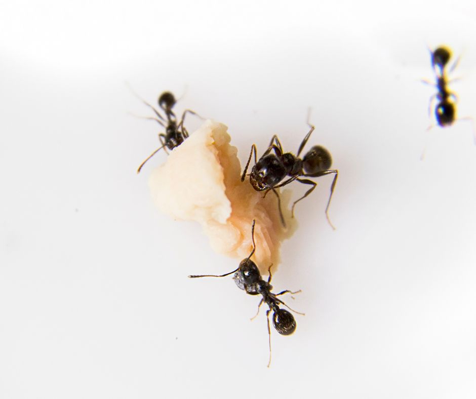 What You Need to Know About Ants in Your Home