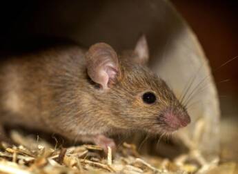 Rats in the home - Petes Pest Control Rats in the home