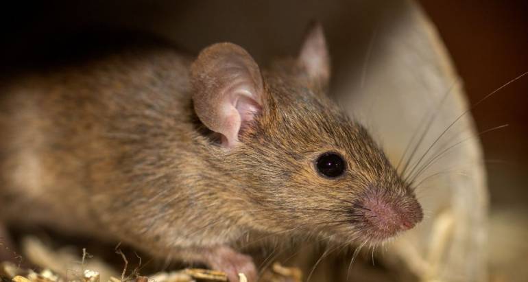 Why Do Some Areas Have More Rats than Others?