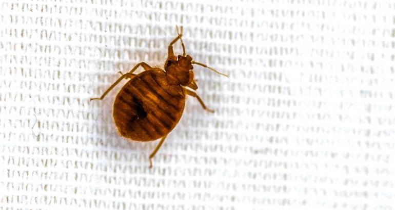 5 Things You Didn’t Know About Bed Bugs