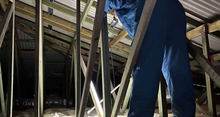 How to Spot Termites in Your Home – Our Best Tips