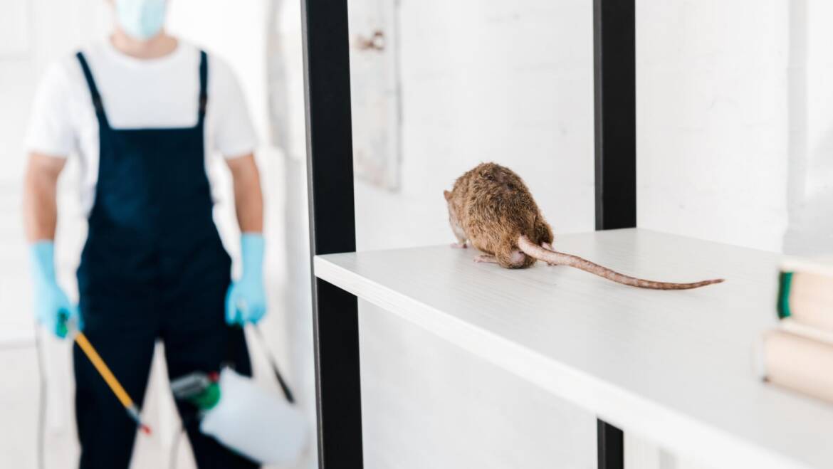Mice Infestation Health Risks – Understanding the Potential Dangers