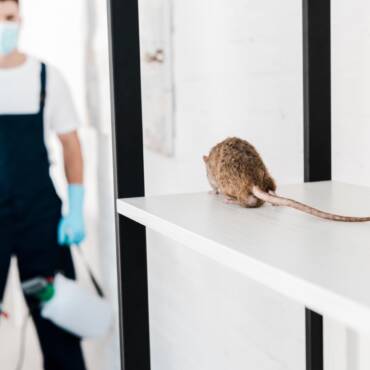 Mice Infestation Health Risks – Understanding the Potential Dangers