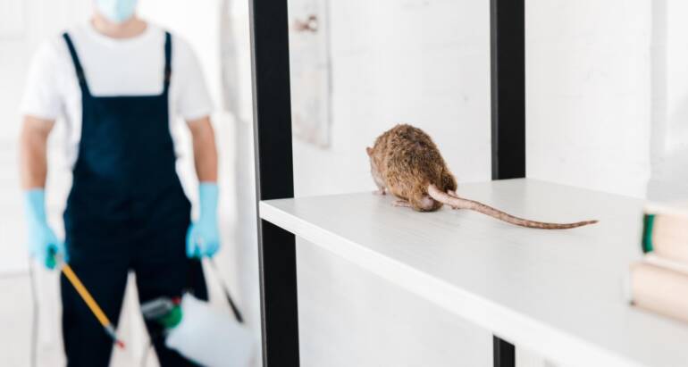 Mice Infestation Health Risks – Understanding the Potential Dangers
