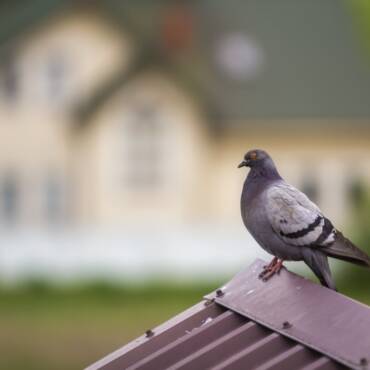 Pigeons and Solar Panels – Our Tips for Protecting Your Panels