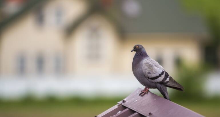 Pigeons and Solar Panels – Our Tips for Protecting Your Panels